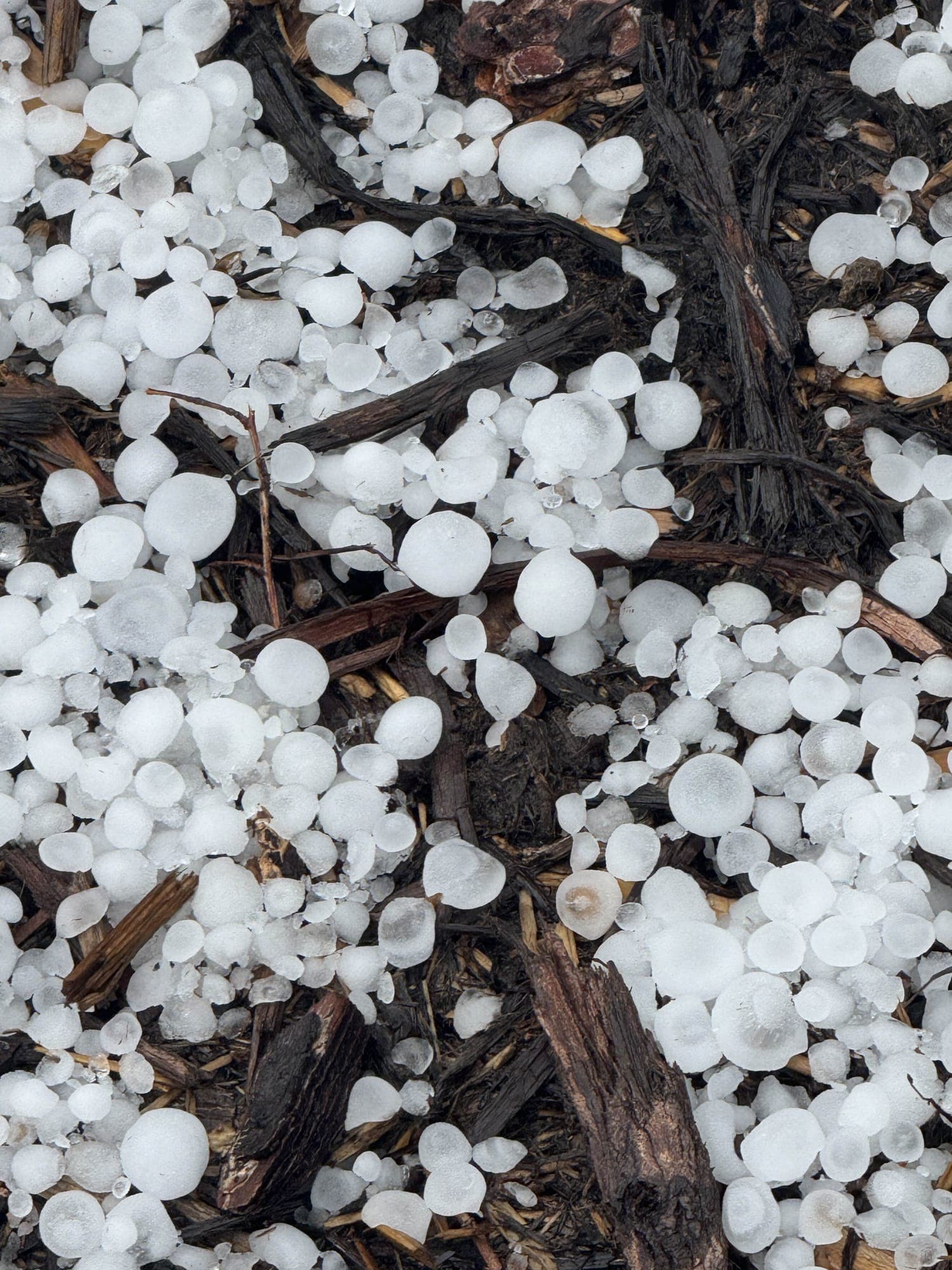 Hail collected after a Front Range storm